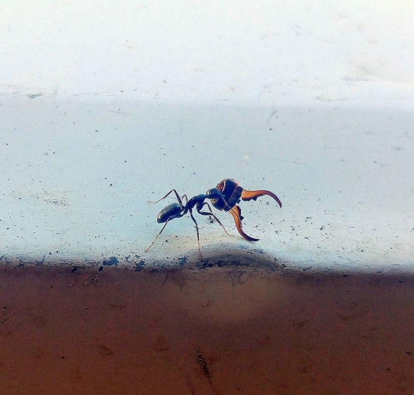 Một con kiến tha chiến lợi phẩm là khúc đầu của một con bọ về tổ, con bọ này là kẻ thù của nó
