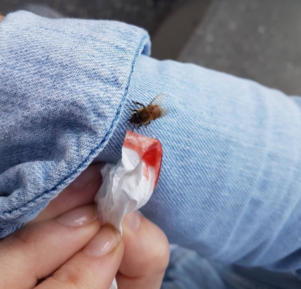 Hôm nay một con ong nhỏ mệt mỏi đáp xuống áo khoác của tôi. Tôi cho nó uống một chút mứt dâu, sau khi no bụng, chú ta đã bay trở lại