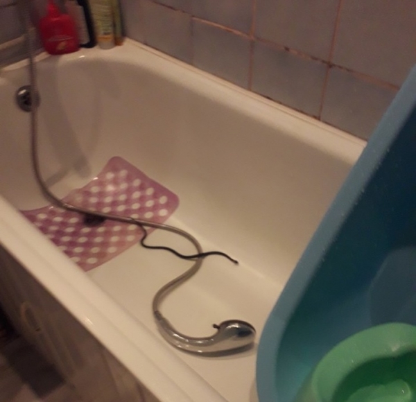 Tôi đang định đi tắm thì phát hiện con rắn này đang bò trong bồn