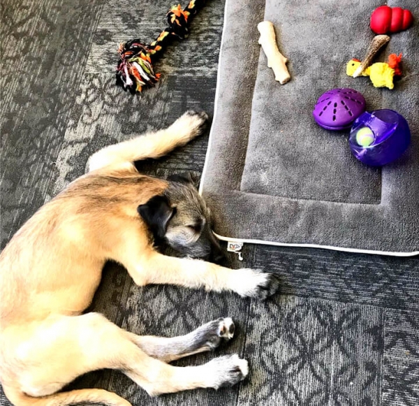 Con chó con của tôi đặt tất cả các đồ chơi của mình trên giường của mình và sau đó ngủ trên sàn nhà