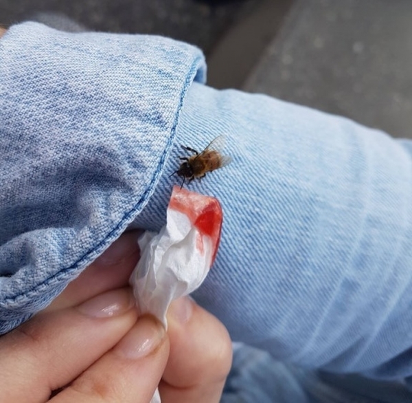 Hôm nay một con ong nhỏ mệt mỏi đáp xuống áo khoác của tôi. Tôi cho nó một ít mứt từ chiếc bánh rán, mà nó vui vẻ liếm lên, sau khi đủ năng lượng chú ong nhỏ đã bay đi