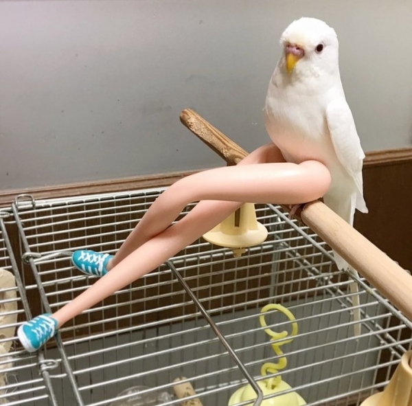 Con chim với đôi chân dài gợi cảm