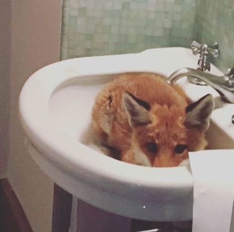   Một con cáo có thể xuất hiện bất ngờ trong phòng tắm  