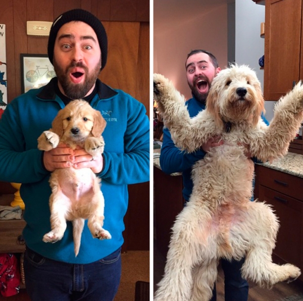 Những bức ảnh này là một sự khác biệt trong 1 năm, nhưng hãy xem con chó con này đã phát triển như thế nào
