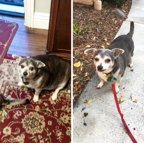   Người hàng xóm 90 tuổi của tôi đã không dắt chó đi dạo trong nhiều năm nên tôi tình nguyện làm điều đó cho cô ấy. Tôi rất tự hào về sự giảm cân của Buddy!  