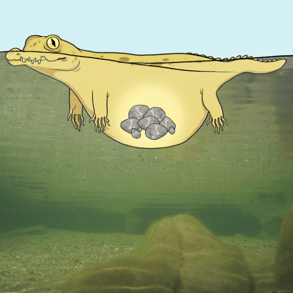 Cá sấu ăn đá cho nặng để có thể chìm xuống vùng nước sâu
