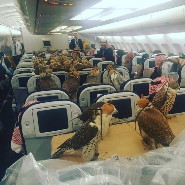 Máy bay dành riêng cho động vật