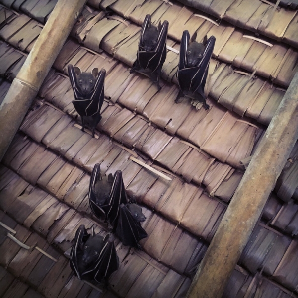 Những con dơi trên mái nhà