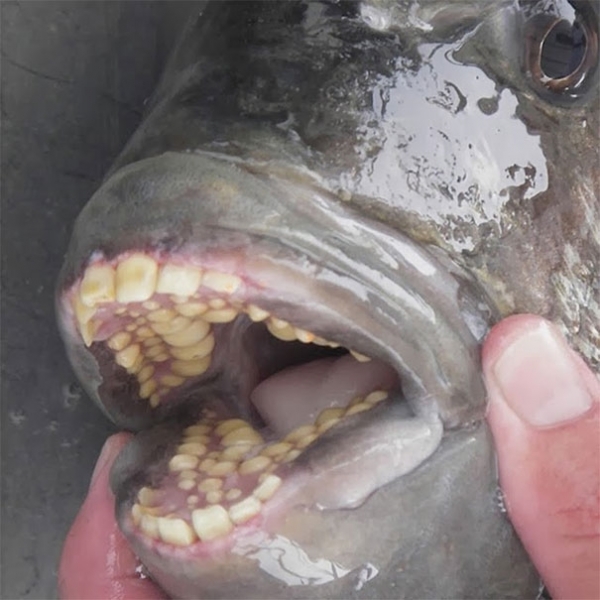 Một con cá đầu cừu sở hữu hàm răng giống hệt con người, 3 hàng ở hàm trên và 2 hàng ở hàm dưới, bao gồm những chiếc răng to khỏe, giúp nghiền nát vỏ của con mồi một cách dễ dàng
