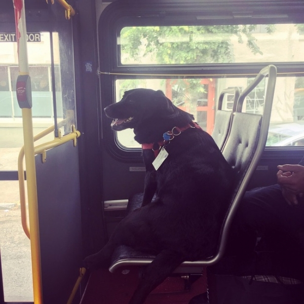   Đây là Eclipse. Mỗi ngày, chú chó rời khỏi nhà một mình và đi xe buýt đến trung tâm thành phố. Chú ta còn làm cả thẻ xe buýt riêng  