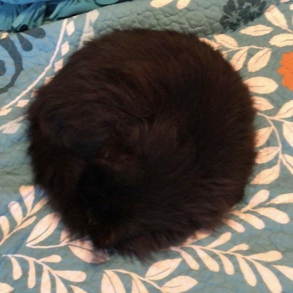   Con mèo cuộn tròn hoàn hảo, nếu không nói bạn có chắc mình nhận ra  