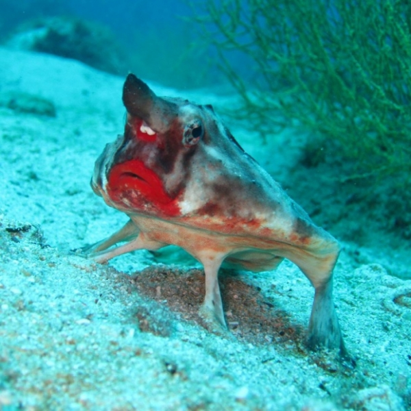   Một con cá môi đỏ  