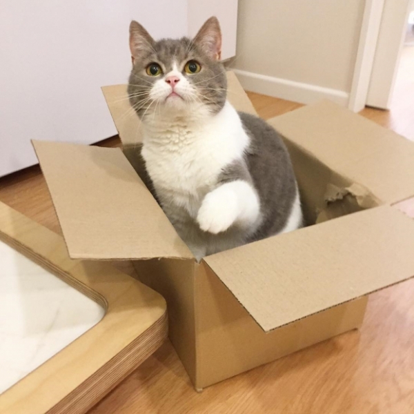 Vì sao lũ mèo lại có đam mê bất tận với các loại thùng hay hộp giấy? 3