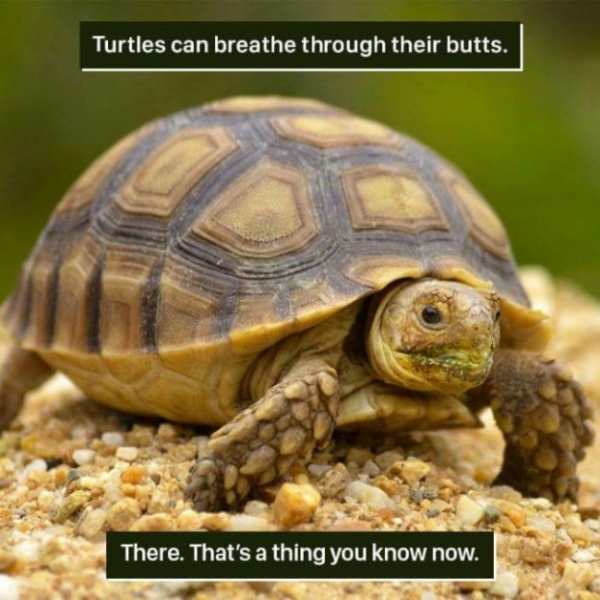   Một loài rùa ở Trung Quốc có thể bài tiết nước tiểu qua đằng miệng của chúng  
