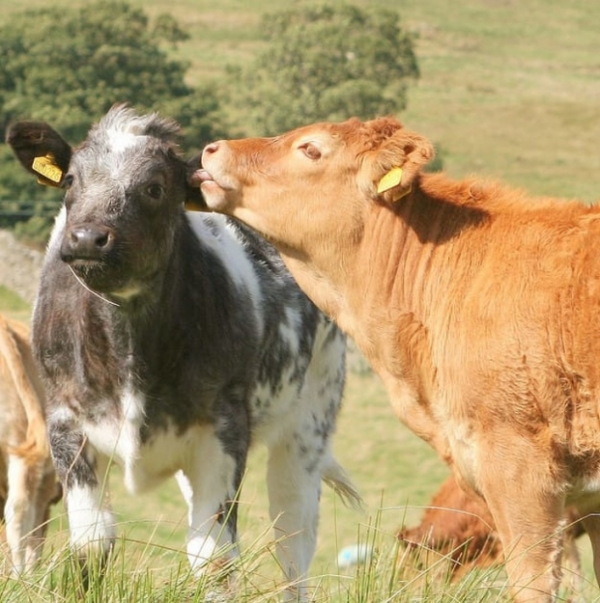   Bò làm bạn tốt nhất với những con bò khác và khi chúng ở xa nhau, chúng trải qua sự lo lắng thực sự tồi tệ.  