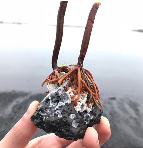   Một tảng đá trên bãi biền ở Iceland  