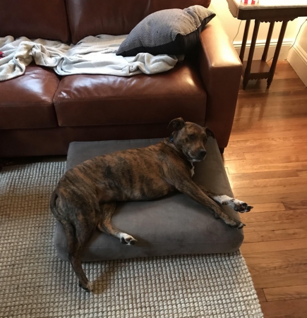 Chúng tôi có một chiếc ghế mới nhưng con chó của tôi từ chối ngồi trên nó vì nó nhớ cái cũ. Đó là lý do tại sao chúng tôi đã lưu một cái đệm từ cái cũ để chú ta có thể ngồi trên đó