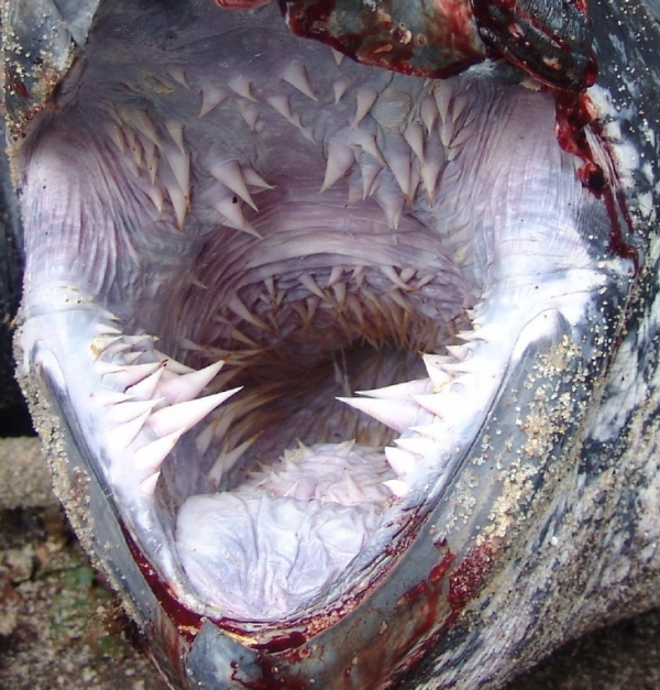 Miệng rùa biển