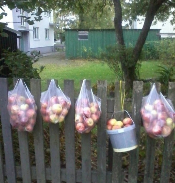   Một người chủ trang trại trồng được rất nhiều táo, ông đã treo chúng ra ngoài cho những nhà trong khu vực thích ăn mà không có  