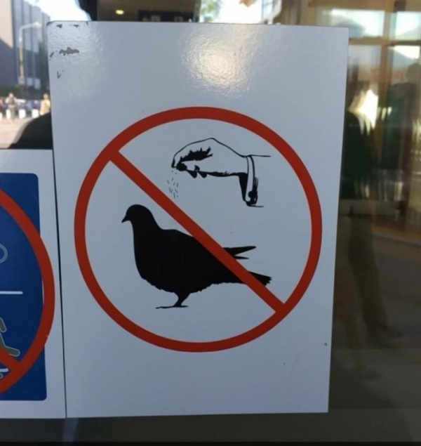   Cấm cho bồ câu ăn  