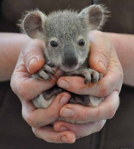   Một con koala bé nhỏ  