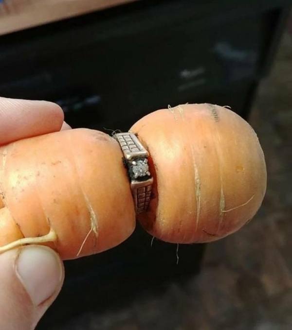   Người đàn ông này vô tình làm mất nhẫn cưới khi trồng cà rốt, và thật kỳ lạ, ông ta thấy điều này vào mùa thu hoạch  