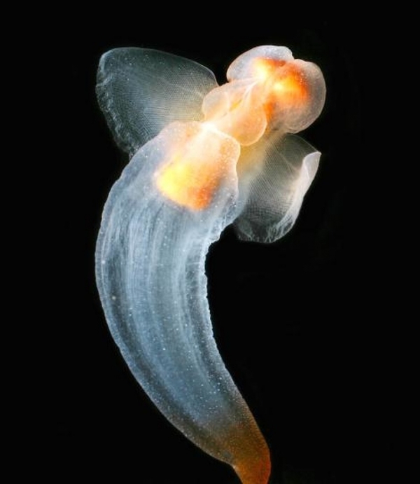 Sinh vật này được mệnh danh là thiên thần bãi biển, chúng được phát hiện ở nhiều vùng nước cả nhiệt đới xích đạo