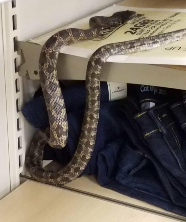   Một con rắn bên trong phần quần áo của đứa trẻ Target. Không phải là ngày tốt nhất để mua sắm ...  