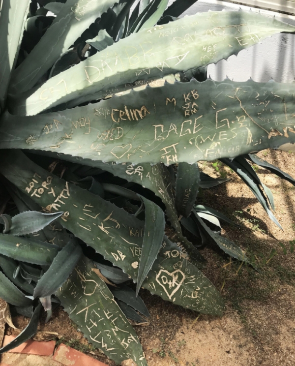   Тhose người khắc tên và các thông điệp khác trên cây  