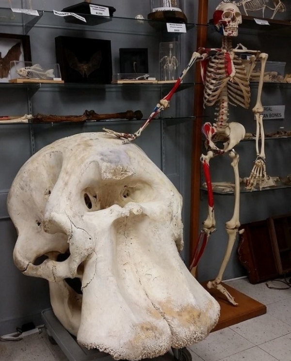   Hộp sọ voi châu Phi so với toàn bộ bộ xương người  