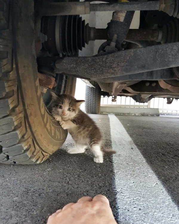 Một chàng trai nhìn thấy chú mèo con sợ hãi núp dưới bánh xe tải, anh chẳng thể làm ngơ 0