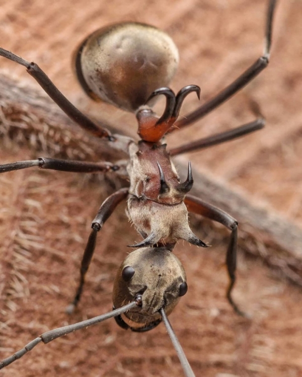   Loài kiến này là một sinh vật khá nguy hiểm. Móc trên lưng của nó dùng để tự vệ  