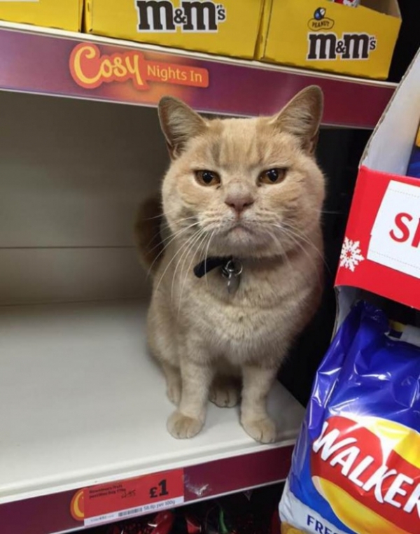 Mèo ú 'cố thủ' trong siêu thị dù bị đuổi nhiều lần, sự lì lợm khiến nó nổi như cồn 0