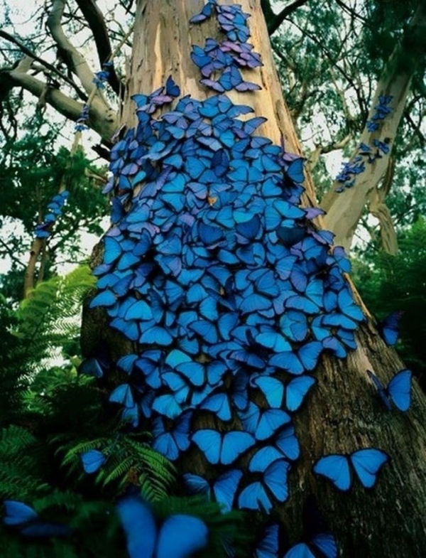 Bướm xanh Morpho trong rừng nhiệt đới Amazon