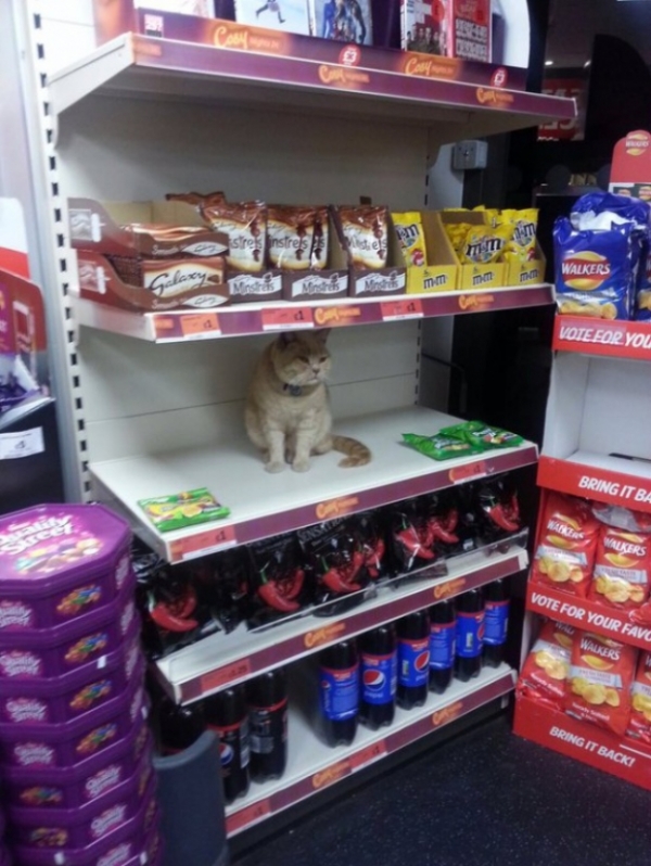Mèo ú 'cố thủ' trong siêu thị dù bị đuổi nhiều lần, sự lì lợm khiến nó nổi như cồn 1