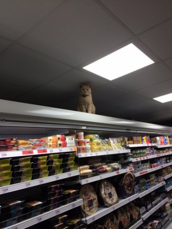 Mèo ú 'cố thủ' trong siêu thị dù bị đuổi nhiều lần, sự lì lợm khiến nó nổi như cồn 2
