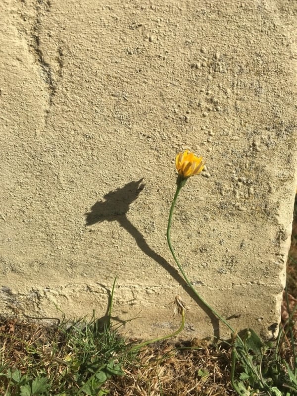 Cái bóng của bông hoa này trông giống như một bông hoa khác