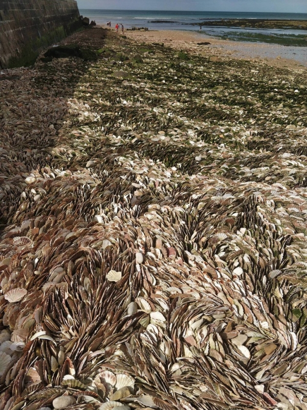 Những vỏ sò dạt trên bờ biển