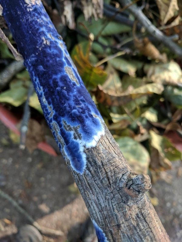   Một loại nấm mốc màu xanh trên cành cây chết  