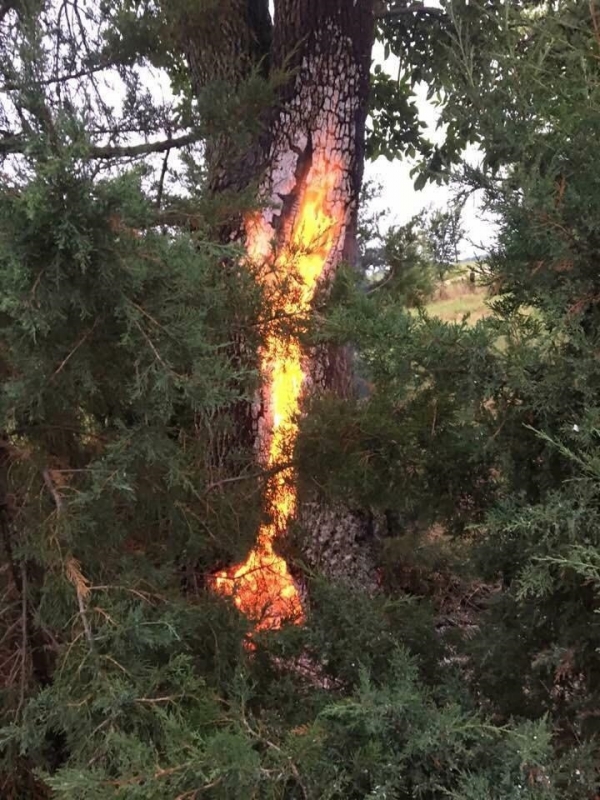 Một cây gỗ lớn bị sét đánh,thân cây cháy âm ỉ cả một ngày