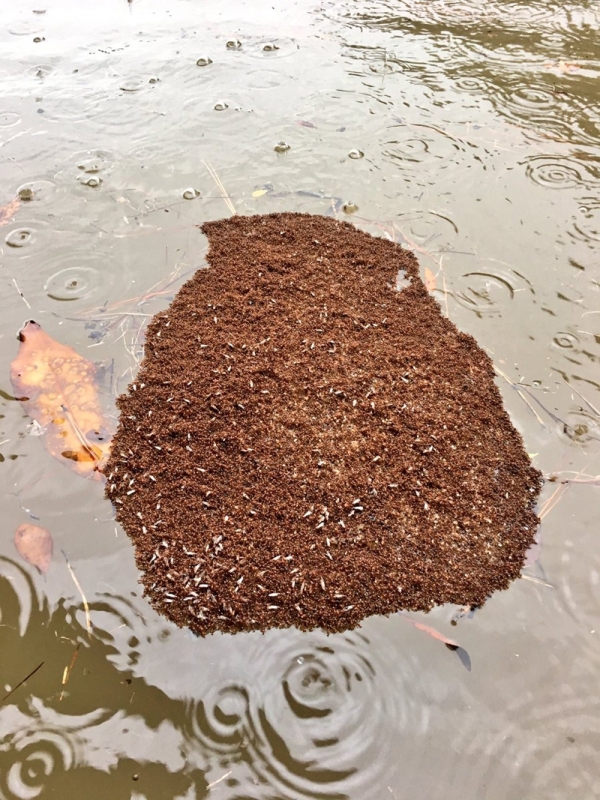 Bầy kiến lửa cùng nhau kết thành một chiếc bè trôi nổi trên mặt nước khi vùng đất chúng sinh sống gặp lũ lụt. Đừng bao giờ để chúng bám vào người bạn!