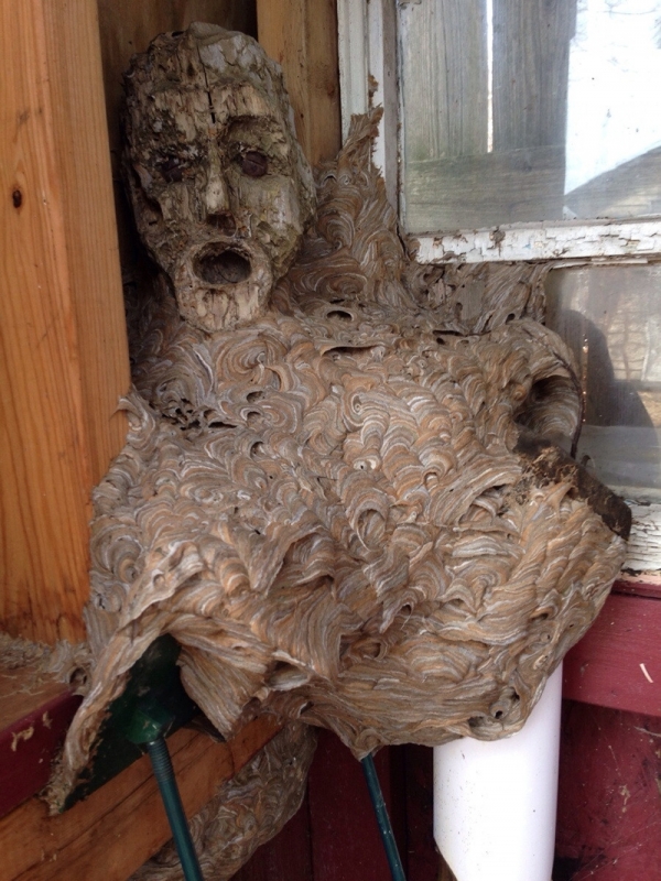 Một bầy ong làm tổ trên một bức tượng bằng gỗ bị bỏ quên trong một chuồng ngựa nhiều năm. Trông nó giống như hình ảnh trong cơn ác mộng tồi tệ nhất của bạn vậy.