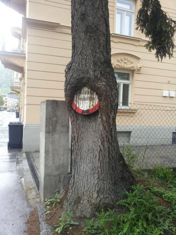 Thân cây đã nuốt trọn tấm biển báo
