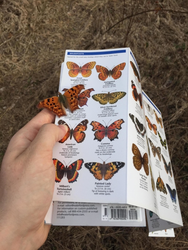   Con bướm này đậu vào trang sách tôi đang đọc, có lẽ nó đã nhầm tưởng bạn bè của mình chăng?  