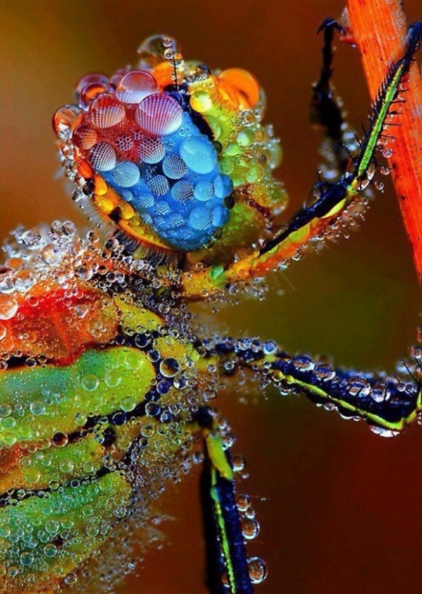   Một con chuồn chuồn được bao phủ trong các giọt mưa tinh thể rõ ràng  