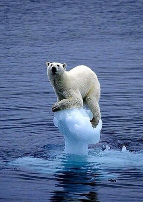 Đây là một con gấu Bắc cực đang cố bám víu vào miếng băng cuối cùng. Trái đất nóng lên khiến băng tan trở thành nguy cơ tuyệt chủng với loài gấu này. 