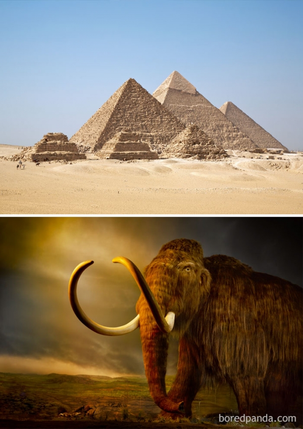   Loài voi ma mút vẫn còn sống khi người Ai Cập xây dựng các Kim tự tháp năm 2660 TCN  