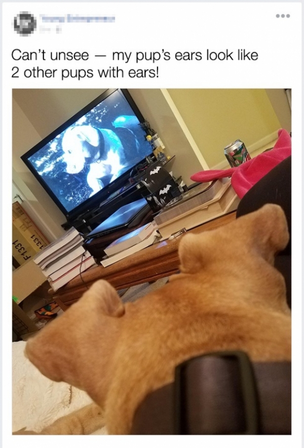   Hãy xem đôi tai của con chó này  