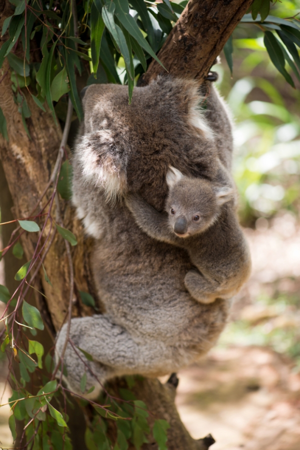   Sau khi một em bé koala lớn lên và lớn hơn túi của mẹ, mẹ sẽ mang em bé lên lưng.  