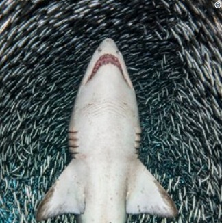   Một con cá mập tung tăng giữa một luồng cá nhỏ  